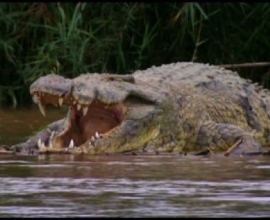 Le Dossier de Gustave, le crocodile tueur