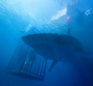 47 Meters Down