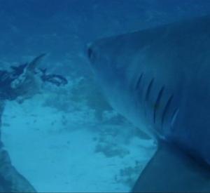 lenferdeszombiesP1 L' Enfer des Zombies