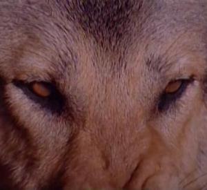 Les Chiens Les Chiens