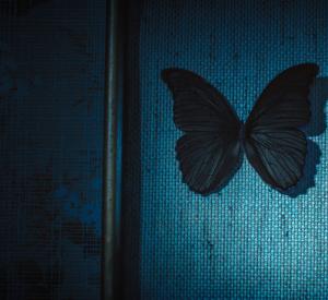 Les Papillons Noirs
