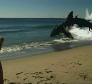 Beach shark - Sand Sharks : Les Dents de la Plage