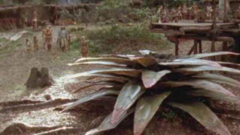 Épisode 13 – Le peuple de la fleur