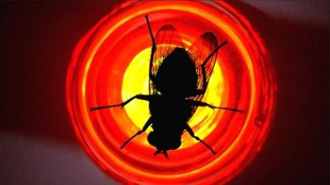 Épisode 10 – La Mouche