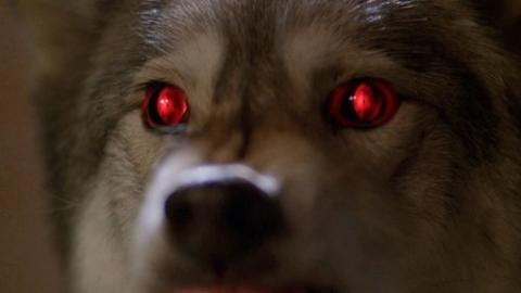 Épisode 16 – Entre chien et loup