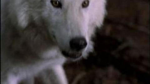 Épisode 2 – La Prophétie