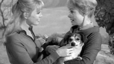 Épisode 13 – Un chien a disparu