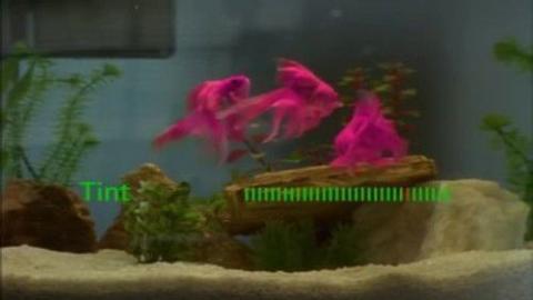 Épisode 5 – La télécommande