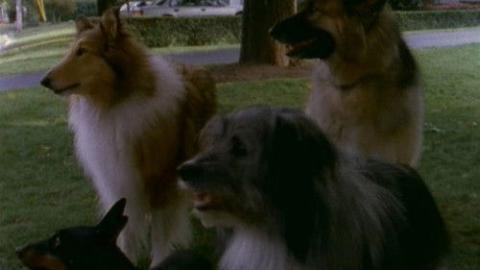 Épisode 11 – Alerte aux chiens