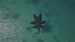 L'attaque du requin à 6 têtes