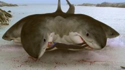L'attaque du requin à 6 têtes