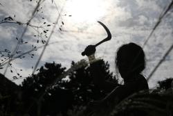 Bedevilled - Blood Island