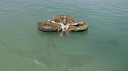 Empire of the Sharks