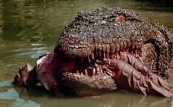 Killer Crocodile