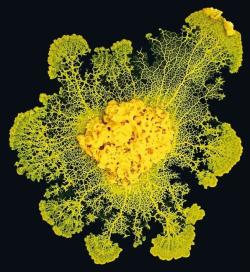 Le Blob: Un Génie Sans Cerveau 