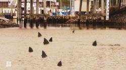 Mississippi River Sharks