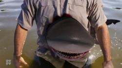 Mississippi River Sharks