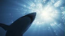 Raiders of the Lost Shark