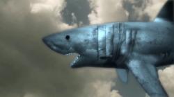 Raiders of the Lost Shark