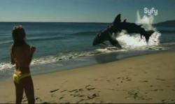 Beach shark - Sand Sharks : Les Dents de la Plage