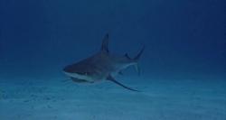 Shark - Le Mangeur d'Hommes