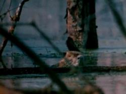 The Legend of Boggy Creek