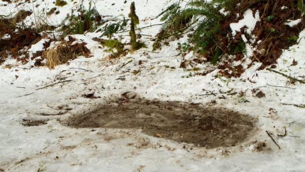 Bigfoot - Trailer