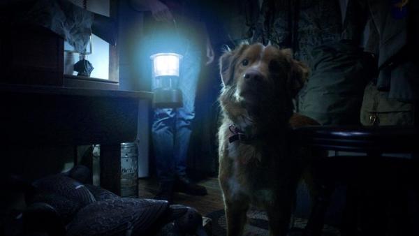 GOOD BOY - trailer VOSTFR
