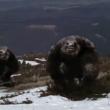 Yétis : Terreur en Montagne