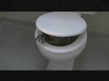 Ghoulies II - Toilet Scene
