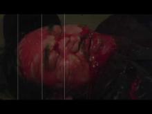 Piranha Man Versus Wolf Man: Howl of the Piranha trailer