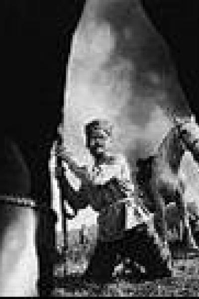 Les Oiseaux les orphelins et les fous