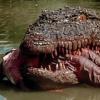 Killer Crocodile