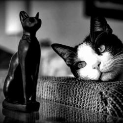 Portrait de Brigitte Catroux