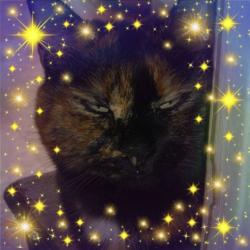 Portrait de Félins Pour L'autre