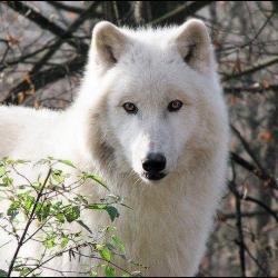 Portrait de Patricia Gallone