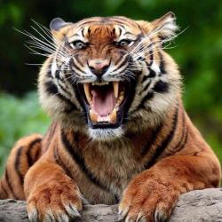 Portrait de Cedric Gingembre