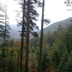 Portrait de Rene Baptiste