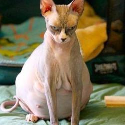 Portrait de Jacobe Gagnon