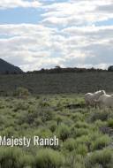 Horror in the High Desert 4: Majesty Horror in the High Desert 4: Majesty